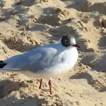 Quartier Hohe Geest 12 公寓 库克斯港